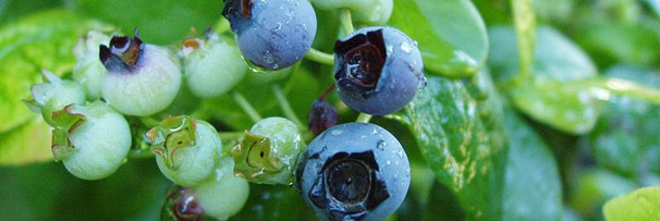 bluesberry